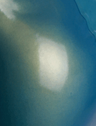 Struktur Latex Blue with Gold Glare